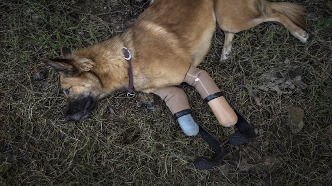GALERÍA: Conozca a Cola, el primer perro en usar prótesis similares a las de Pistorius