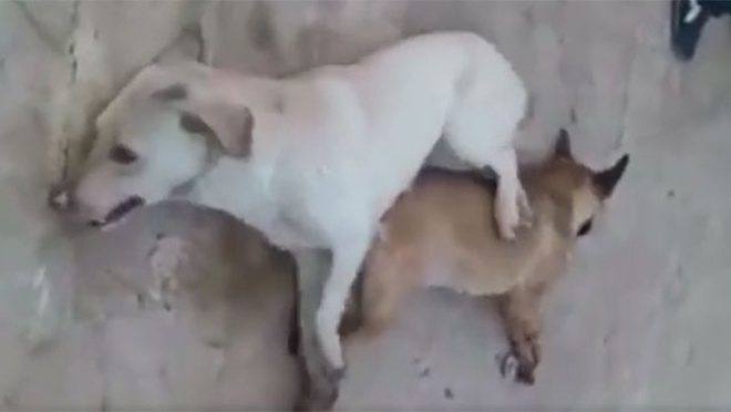 Líbano: video muestra a empleados municipales envenenando perros abandonados