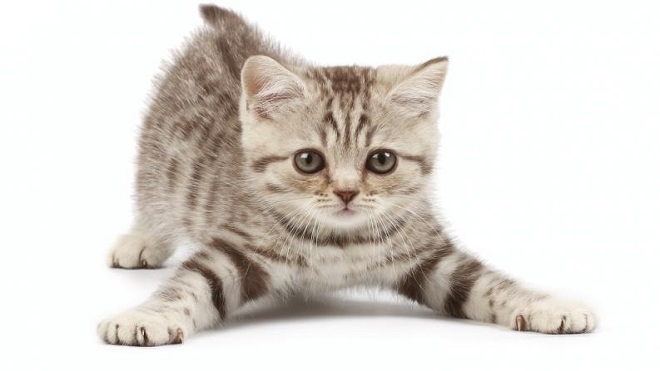 Los beneficios de tener un gato