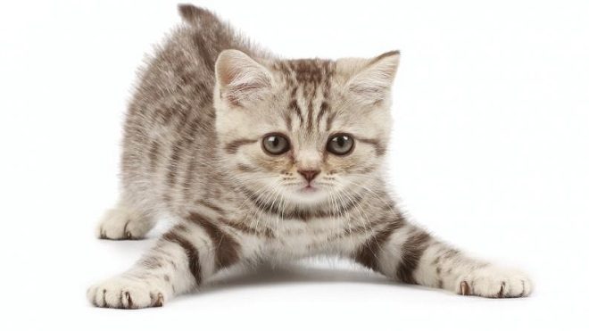 Los beneficios de tener un gato