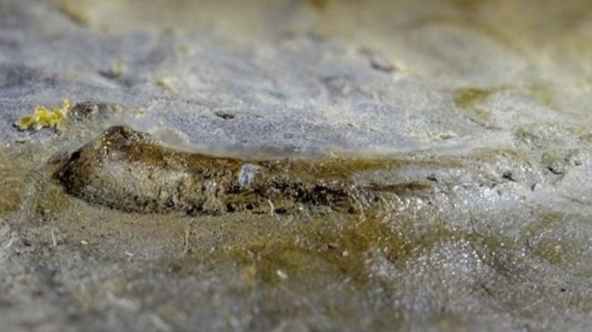 Encuentran el "ojo más antiguo" en un fósil de más de 500 millones de años