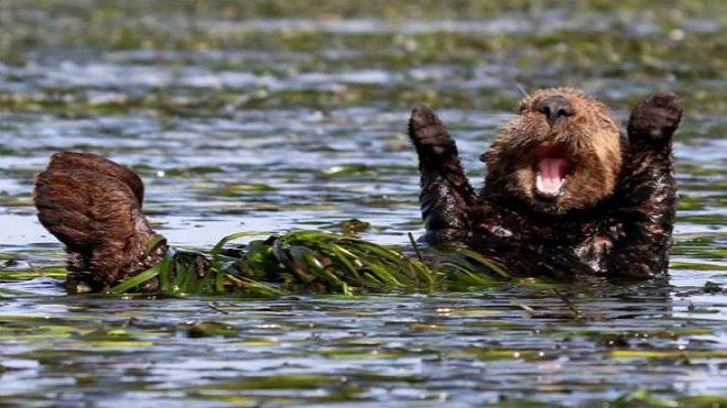 Las fotografías de la naturaleza más divertidas del 2017