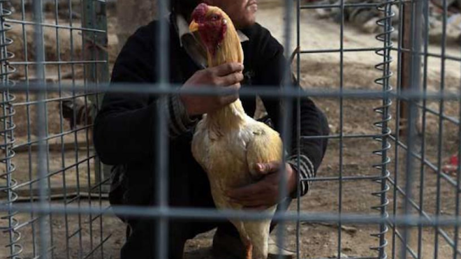 Gallos de combate incautados por la policía acaban en sus platos