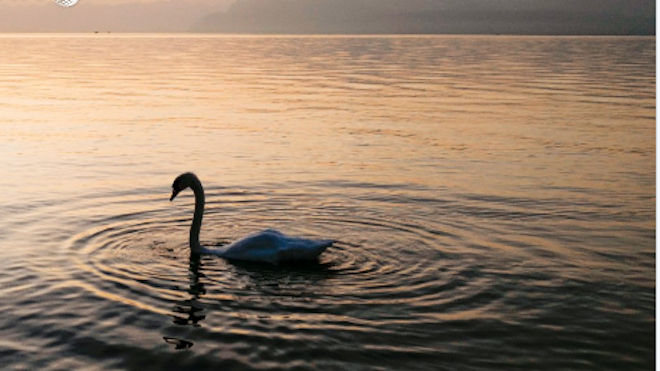 Detectado un cisne infectado por gripe aviar en Suiza