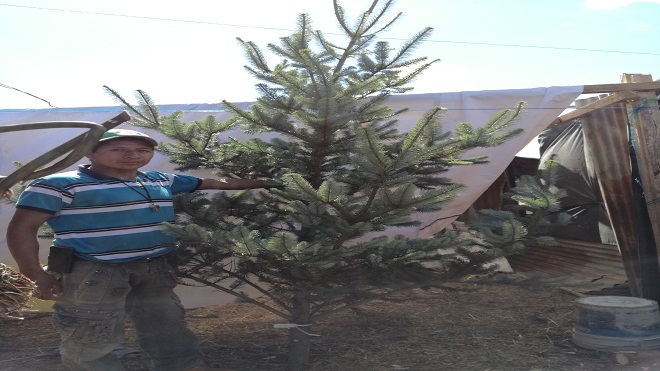 El ambiente navideño llega a los campos del Roosevelt