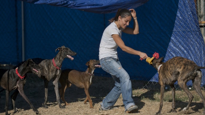 Conoce cómo es la nueva vida de los galgos maltratados por sus amos