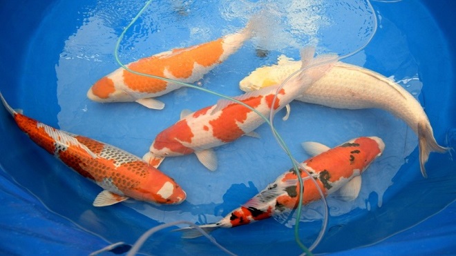 Las carpas koi, unas preciadas reinas de la belleza que triunfan en Japón