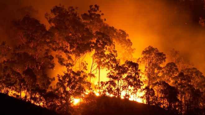 Los animales superinteligentes que aprendieron a usar el fuego antes que los humanos