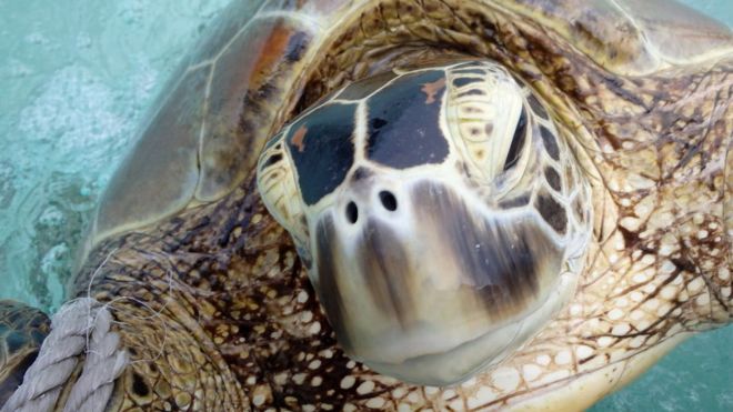 Por qué casi el 100% de las tortugas verdes marinas son hembras (y qué están haciendo para que nazcan más machos)