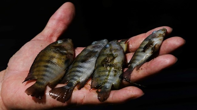 La mortandad de peces en el río Lempa enciende alarmas en Centroamérica