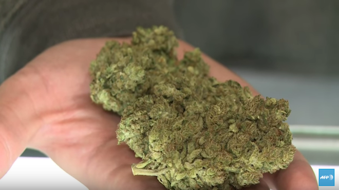 Se trata del primer día de venta y de consumo legal de la marihuana