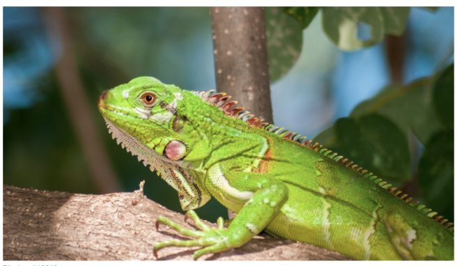Iguanas