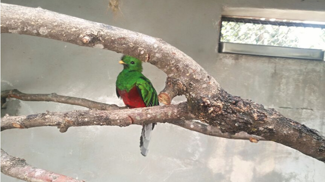 Quetzal que fue rescatado en zona 16, muere de desnutrición