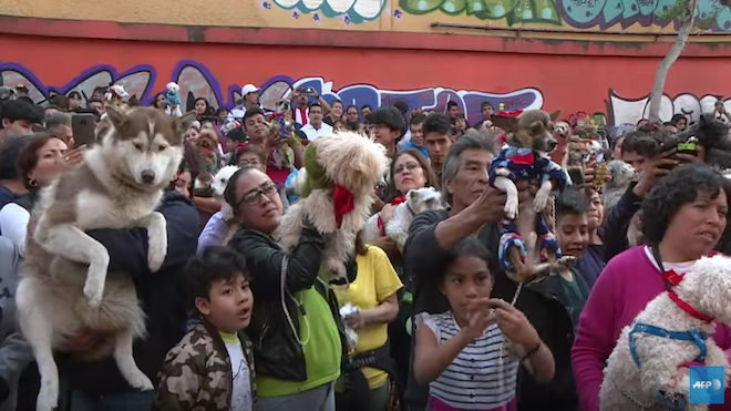 Llevaron a sus mascotas a bendecir como parte de una tradición anual en honor a San Antonio, santo patrono de los animales.