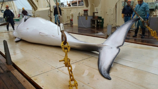 Japón, decidido a continuar con la caza de ballenas