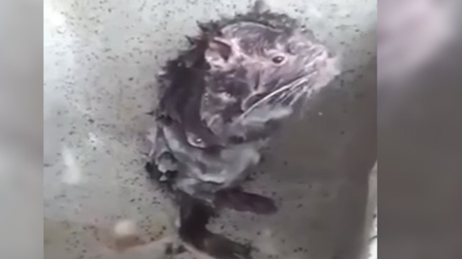 VIDEO: Captan un ratón que se baña como si fuera un humano