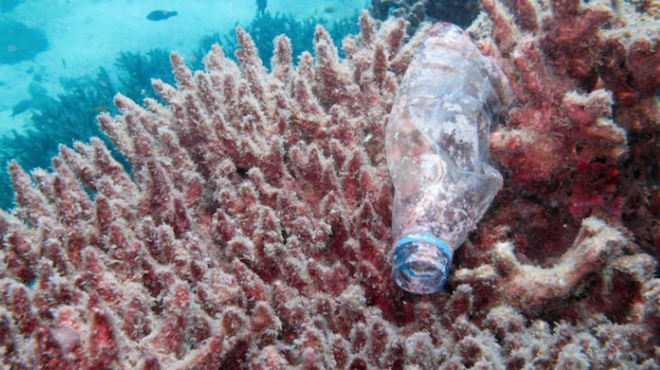 Desechos plásticos en océanos disparan riesgo de enfermedades en corales