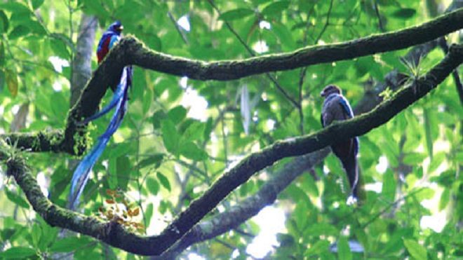 5 formas de diferenciar entre un Quetzal hembra y macho