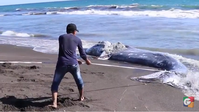 Ballena muerta aparece en playas de Taxisco Santa Rosa