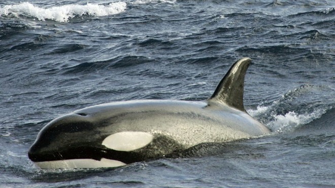 Una orca logra imitar el lenguaje humano y aprendió a decir "hello"