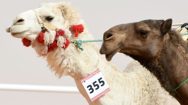 A la caza del bótox en un concurso de belleza de camellos