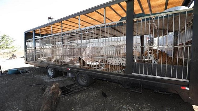 Familia se arriesga a cuidar 11 tigres y 2 leones por Q40 al día