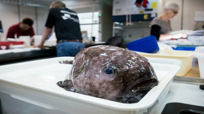 Una expedición vuelve de la zona abisal de Australia con "los animales más feos"