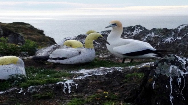 Muere en Nueva Zelanda el "pájaro más solitario del mundo"