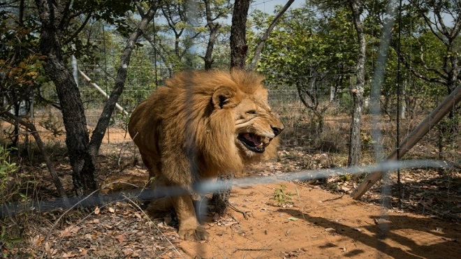 Cazador cazado y devorado por leones en Sudáfrica