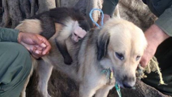 La insólita historia de amor entre un mono abandonado y su mamá adoptiva