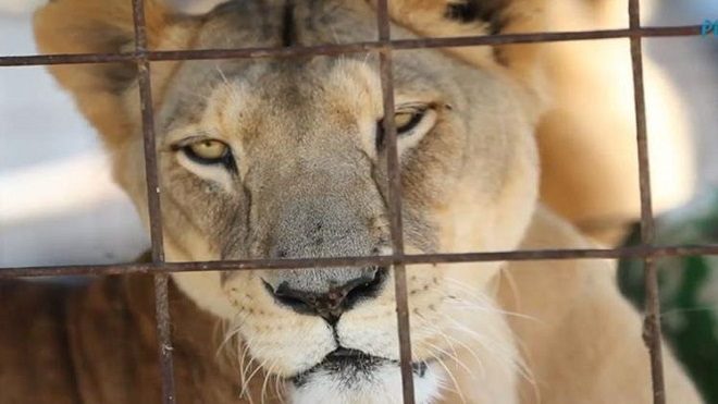 Futuro incierto para unos 50 felinos que circos deben entregar&hellip;