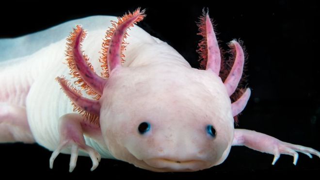 Los secretos del ajolote mexicano, el único animal capaz de regenerar extremidades amputadas y órganos y tejidos lesionados