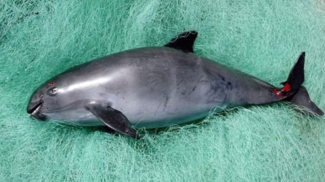 "Cuando murió la vaquita lloré como nunca antes": la lucha del científico mexicano Lorenzo Rojas-Bracho por salvar una especie en extinción