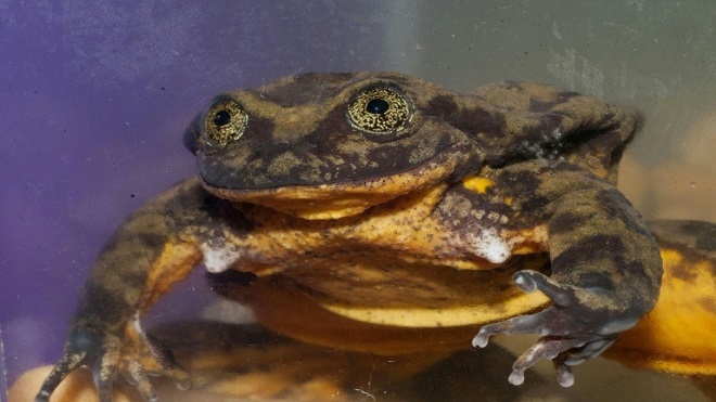Rana Romeo obtiene 25.000 dólares para preservar especie en Bolivia