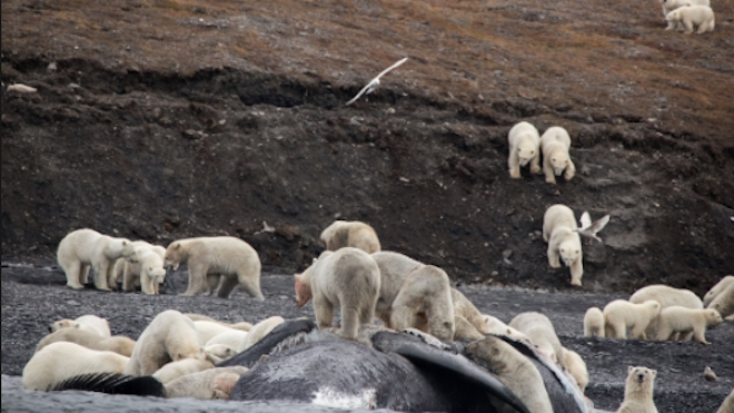 Cambio climático: Osos polares pronto podrían morir de hambre, mientras las focas desaparecen