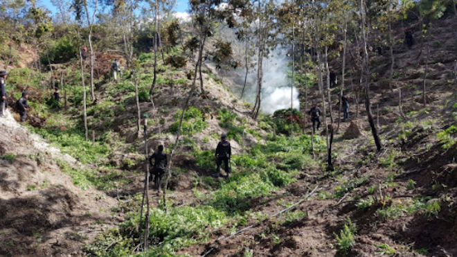 Erradican más de 156 mil matas de marihuana en Totonicapán