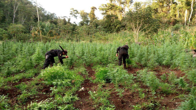 Erradican en Petén miles de matas de marihuana valorada en más de Q.216 millones