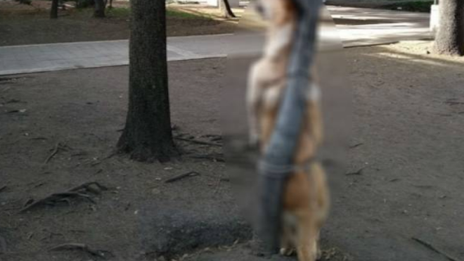 Actor ofrece recompensa por asesinos de perro que dejaron colgado en un árbol