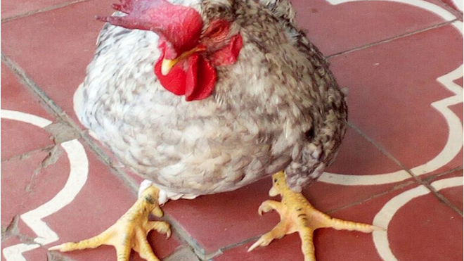 Lo detienen cuando se robaba un gallo de una iglesia en Alta Verapaz