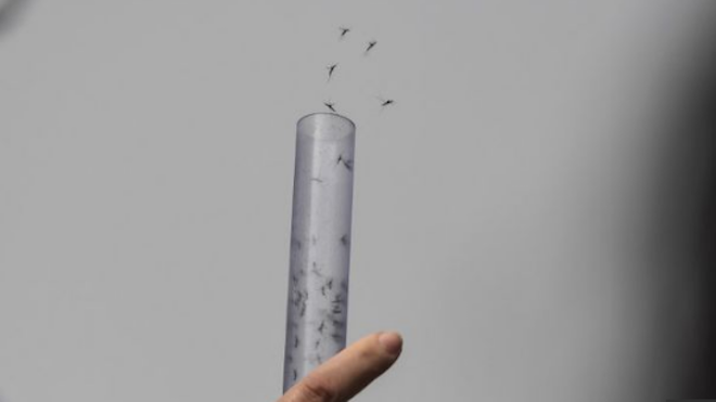 Liberan en Miami millones de mosquitos infectados con una bacteria
