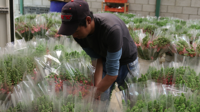 Flores impulsan la economía y el sector exportador, especialmente por el día del cariño