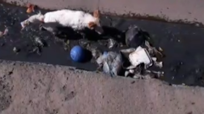 VIDEO: Bomberos arriesgan su vida por salvar a dos perros en peligro
