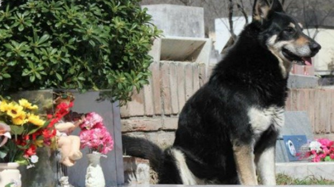 Muere Capitán, el perro que veló la tumba de su amo por más de una década