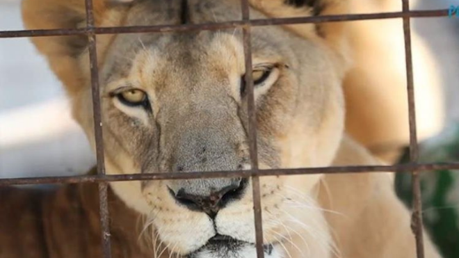 Futuro incierto para unos 50 felinos que circos en Guatemala deben entregar a santuarios en un mes
