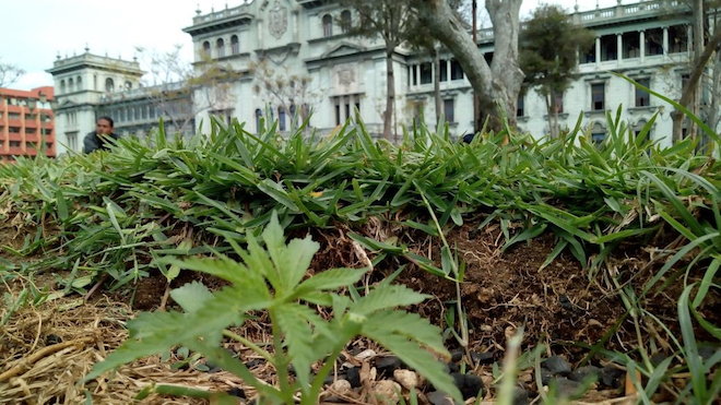 Jardines del Parque Central se convierten tierra fértil de marihuana