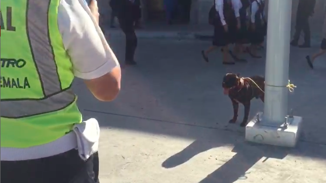 Pitbull muerde a niño de 3 años en el Parque Central