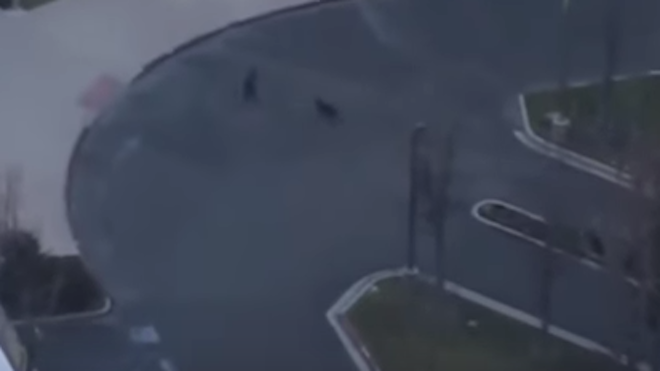 VIDEO: Perro policía detiene de una mordida a un hombre que se robó un carro
