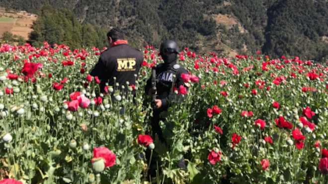 Erradican 15 millones de plantas de amapola en San Marcos