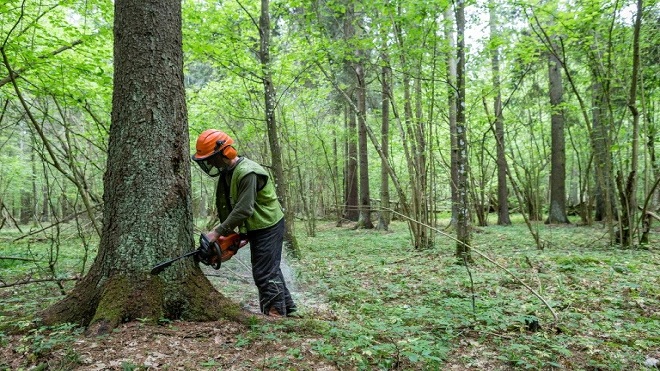 Polonia infringe legislación de la UE con talas en bosque protegido