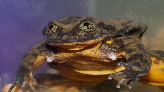 La rana Romeo busca un amor para preservar su especie en Bolivia